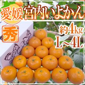 ”愛媛産 宮内いよかん” 秀品 L～4Lサイズ 約4kg【予約 1月中旬以降】 送料無料
