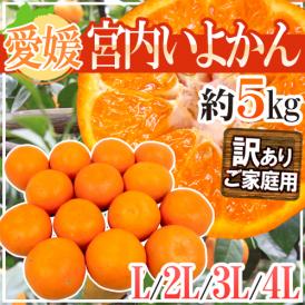 ”愛媛産 宮内いよかん” 訳あり L～4Lサイズ 約5kg【予約 1月中旬以降】 送料無料