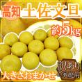 ”高知産 土佐文旦” 訳あり 約5kg 大きさおまかせ【予約 2月以降】 送料無料