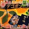 長崎 マルナン ”匠の味 葉付きデコポン” 秀品 7～10玉前後 約3kg【予約 12月以降】 送料無料