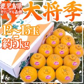鹿児島産 ”デコポン 大将季” 秀品 超大玉12～15玉 約5kg【予約 1月下旬以降】 送料無料