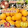 ”和歌山 有田産 不知火・しらぬい（訳ありデコポン）” 約10kg 大きさおまかせ【予約 2月下旬以降】 送料無料