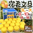 高知産 土佐文旦 ”宿毛文旦” 訳あり 3L～大サイズ 約8～10kg 産地箱【予約 2月以降】 送料無料