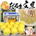 高知・宿毛産 ”だるま文旦” 秀品 大玉 L～2Lサイズ 約5kg【予約 2月以降】 送料無料
