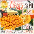 鹿児島県 ”完熟きんかん 春姫” L/2Lサイズ 約2kg 糖度16度以上【予約 2月下旬以降】 送料無料