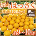 和歌山産 ”はっさく” 訳あり 約9～10kg 大きさおまかせ ハッサク【予約 2月中旬以降】 送料無料