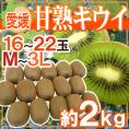愛媛県 ”甘熟キウイ” 秀品 16～22玉前後 約2kg【予約 12月末以降】 送料無料