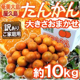 奄美大島・屋久島産 ”たんかん” 訳あり 約10kg 大きさおまかせ【予約 2月以降】 送料無料