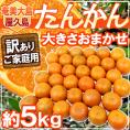 奄美大島・屋久島産 ”たんかん” 訳あり 約5kg 大きさおまかせ【予約 2月以降】 送料無料