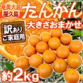 奄美大島・屋久島産 ”たんかん” 訳あり 約2kg 大きさおまかせ【予約 2月以降】 送料無料