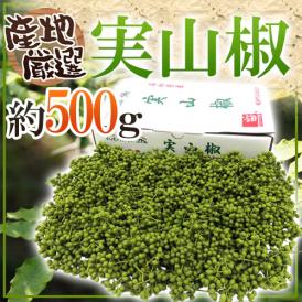 ”実さんしょ”（生山椒） 1箱 約500g 山椒【予約 5月中旬以降】