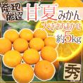 ”甘夏みかん” 秀品 Lサイズ以上 約5kg 和歌山・愛媛 など産地厳選【予約 3月下旬以降】 送料無料