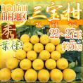 ”和歌山産 田村 三宝柑” 秀品 22~27玉 約5kg【予約 3月以降】 送料無料