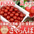 長野産 ”さくらんぼ” 2L 約300g 化粧箱入り バラ詰め 佐藤錦・紅秀峰ほか旬の品種で！【予約 5月以降】 送料無料