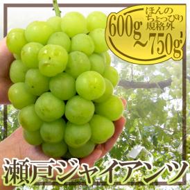 岡山産 ”瀬戸ジャイアンツ” 大房約600g～750g ぶどう【予約 8月以降】