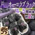 岡山産 ”オーロラブラック” 秀品 4～5房前後 約2kg 化粧箱【予約 7月下旬以降】 送料無料
