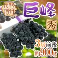 ぶどう ”長野産 巨峰” 秀品 3房前後 約900g 化粧箱【予約 9月以降】 送料無料