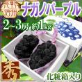 長野産 ”ナガノパープル” 秀品 2〜3房 約1kg以上 化粧箱 ぶどう【予約 9月以降】[K1] 送料無料