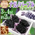 長野産 ”ナガノパープル” 秀品 3〜4房 約2kg以上 化粧箱 ぶどう【予約 9月以降】[K1] 送料無料