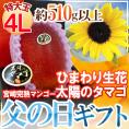 父の日ギフト ”太陽のタマゴ” 大玉4Lサイズ＋ひまわり生花1本【予約 6月14～21日お届け予定】 送料無料