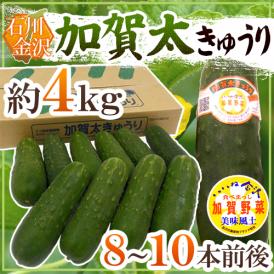 石川県 加賀野菜 ”加賀太きゅうり” 8～10本 約4kg【予約 5月以降】