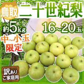 鳥取産 ”二十世紀梨” 訳あり 16～20玉 約5kg【予約 8月末以降】 送料無料