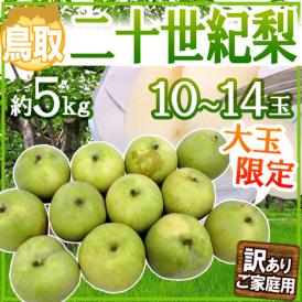 ”鳥取産 二十世紀梨” 訳あり 大玉限定 10～14玉 約5kg【予約 8月末以降】 送料無料