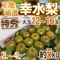 ”幸水梨” 特秀品 大玉2L～4L 12～16玉 約5kg 産地厳選 糖度12度以上【予約 8月以降】 送料無料