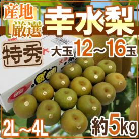 ”幸水梨” 特秀品 大玉2L～4L 12～16玉 約5kg 産地厳選 糖度12度以上【予約 8月以降】 送料無料