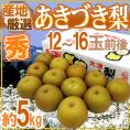 &rdquo;あきづき梨（秋月）&rdquo; 秀品 大玉12～16玉前後 約5kg 産地厳選【予約 9月以降】 送料無料