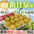 鳥取産 ”新甘泉（しんかんせん）梨” 秀品 大玉10～16玉前後 約5kg【予約 8月下旬以降】 送料無料