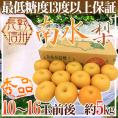 長野産 ”南水梨” 秀品 大玉10～16玉前後 約5kg【予約 9月下旬以降】 送料無料