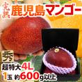 鹿児島産 ”完熟マンゴー” 秀品 超特大4L 約600g以上 化粧箱【予約 5月中下旬以降】 送料無料