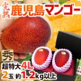 鹿児島産 ”完熟マンゴー” 秀品 超特大4L 2玉 約1.2kg以上 化粧箱【予約 5月中下旬以降】 送料無料