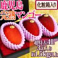 鹿児島産 ”完熟マンゴー” 秀品 超特大4L 3玉 約1.5kg以上 化粧箱【予約 5月中下旬以降】 送料無料
