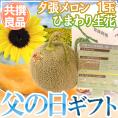 父の日ギフト &rdquo;夕張メロン&rdquo; 共撰良品 1玉 約1.6kg＋ひまわり生花1本【予約 6月14～21日お届け予定】 送料無料