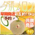 【早期発送・一番成り】北海道 ”夕張メロン” 共撰・良品以上限定 1玉 約1.6kg 専用化粧箱【予約 5月末以降】 送料無料