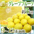 南アフリカ産 ”グレープフルーツ ホワイト” 大玉9〜12玉前後 約5kg【予約 6月中旬以降】 送料無料