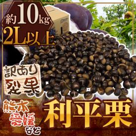 ”利平栗” 大粒2L以上 約10kg 裂果 熊本産・愛媛産など 訳あり【予約 9月末以降】 送料無料