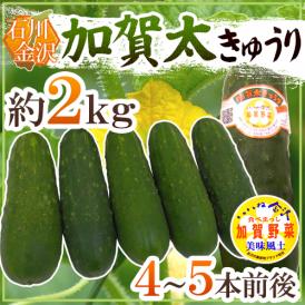 石川県 加賀野菜 ”加賀太きゅうり” 4～5本前後 約2kg【予約 5月以降】