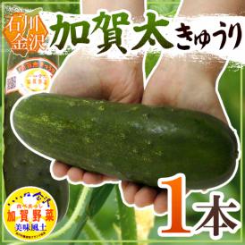 石川県 加賀野菜 ”加賀太きゅうり” 1本【予約 5月以降】