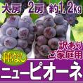 ”岡山産 種なしニューピオーネ” 2房 約1.2kg ちょっと訳あり ぶどう【予約 9月以降】 送料無料