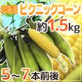 ”北海道産 ピクニックコーン” 5〜7本前後 約1.5kg 極甘とうもろこし【予約 8月中下旬以降】 送料無料