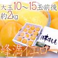 山形産 ”峰満イエロー” 秀品 大玉10～15玉前後 約2kg 化粧箱【予約 9月中下旬以降】 送料無料