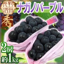 長野産 ”ナガノパープル” 秀品 2房 約1kg ぶどう【予約 9月以降】[M1] 送料無料