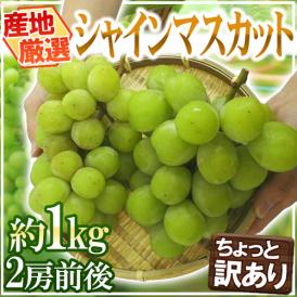 ”シャインマスカット ” ちょっと訳あり 2房前後 約1kg以上 産地厳選【予約 8月末以降】 送料無料