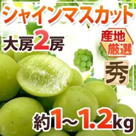 ”シャインマスカット” 秀品 大房限定 2房 約1～1.2kg以上 産地厳選[B2]【予約 8月下旬以降】