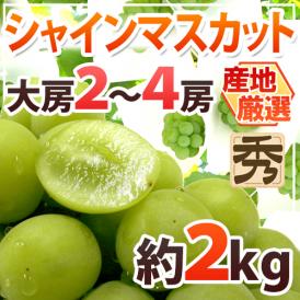 ”シャインマスカット” 秀品 大房限定 2～4房 約2kg 産地厳選[B2]【予約 8月下旬以降】