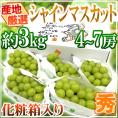 ”シャインマスカット” 秀品 4～7房 約3kg 化粧箱 産地厳選【予約 8月下旬以降】 送料無料
