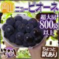 ”岡山産 種なしニューピオーネ” 超大房 1房 約800g以上 ちょっと訳あり ぶどう《4房購入で送料無料！5房購入で1房おまけ》【予約 9月以降】